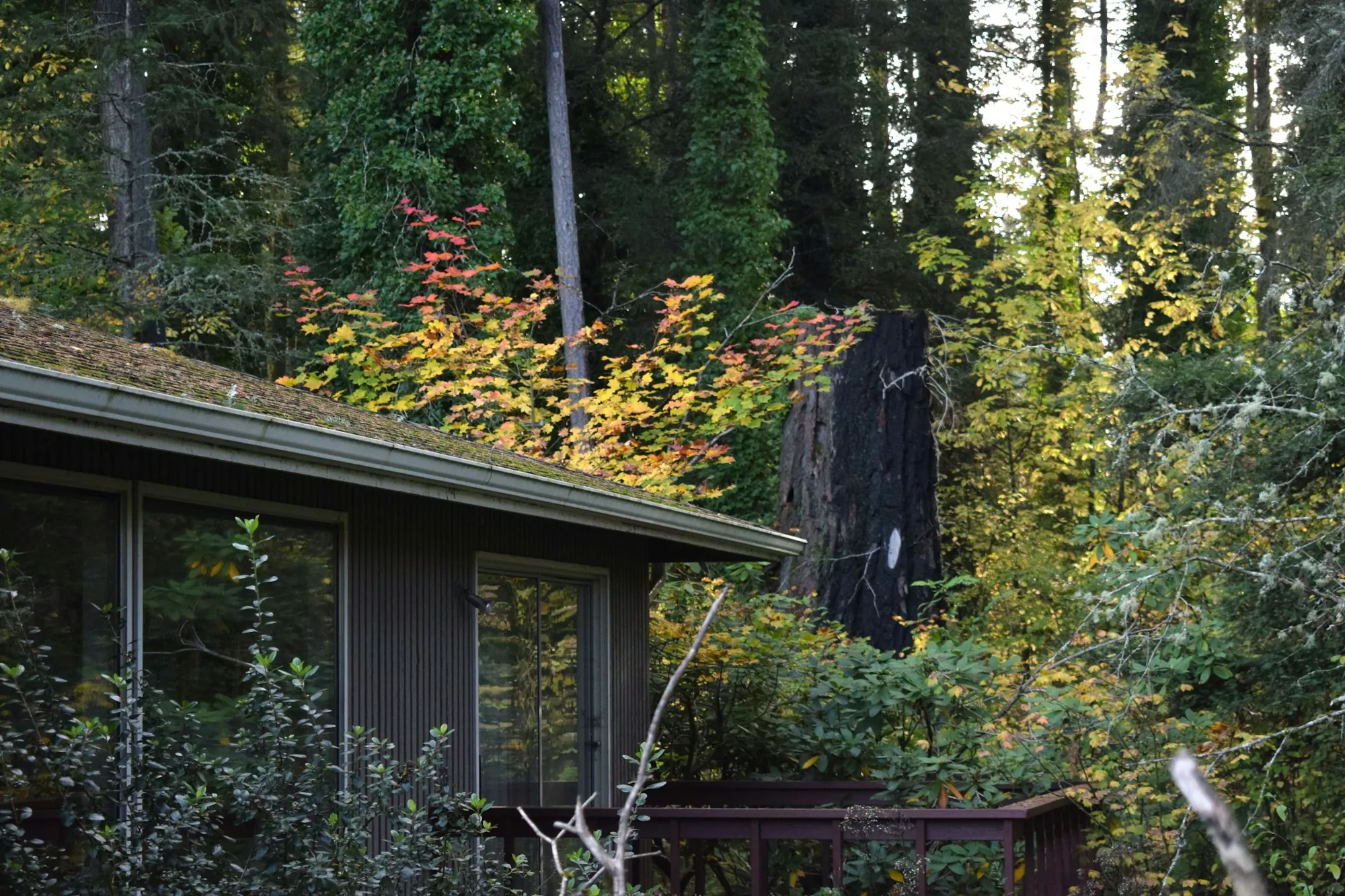 A mid-century home among tall evergreens
